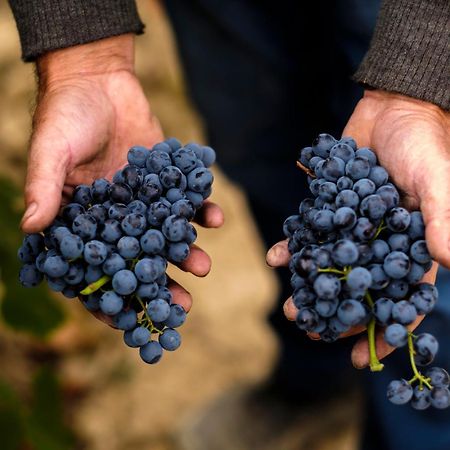 Апартаменты Enoturismo Celler Pinol Batea Экстерьер фото