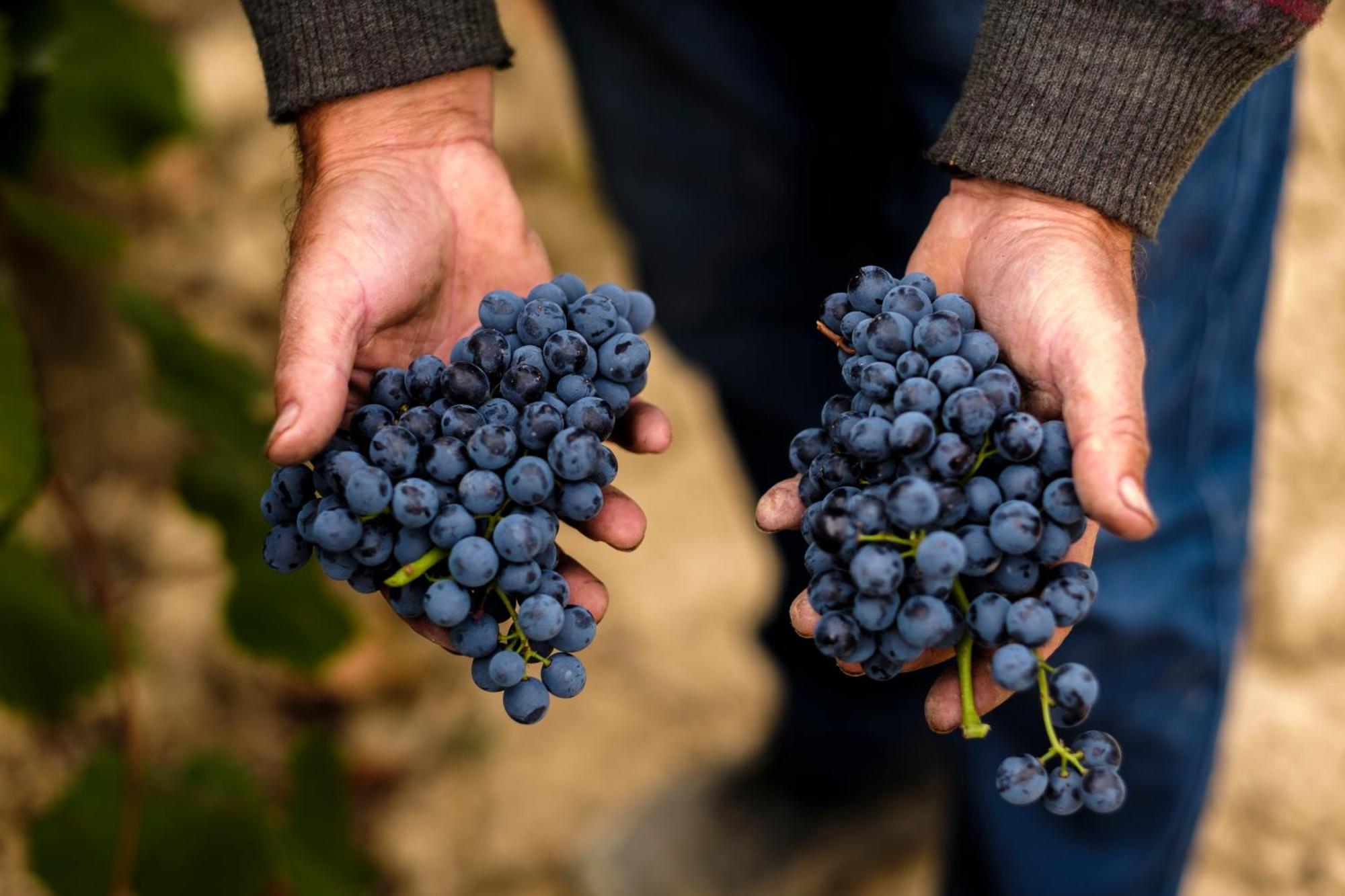 Апартаменты Enoturismo Celler Pinol Batea Экстерьер фото