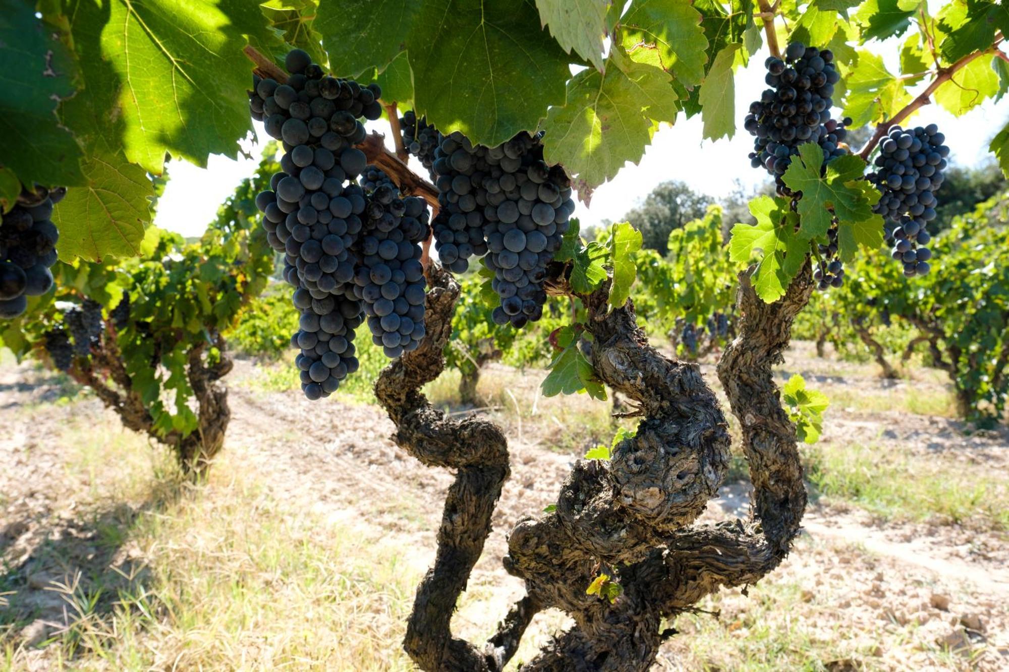 Апартаменты Enoturismo Celler Pinol Batea Экстерьер фото