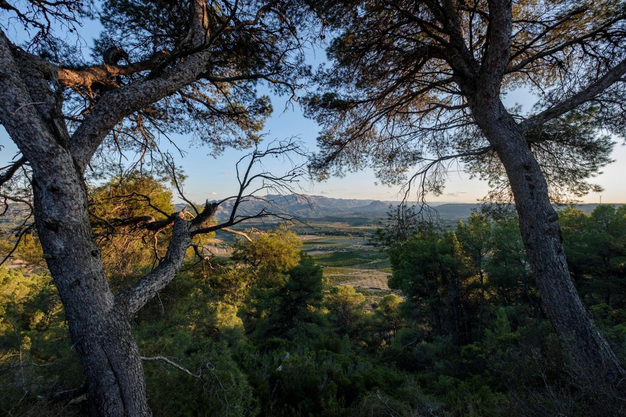 Апартаменты Enoturismo Celler Pinol Batea Экстерьер фото