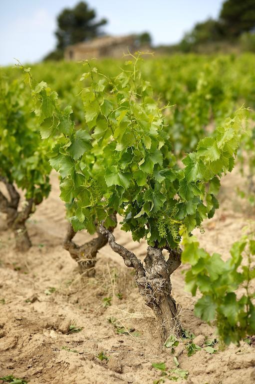Апартаменты Enoturismo Celler Pinol Batea Экстерьер фото